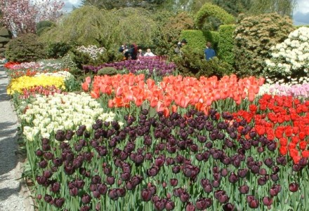 tulips03.jpg
