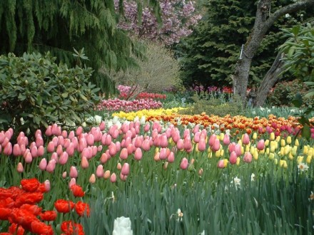 tulips04.jpg