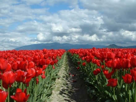 tulips07.jpg