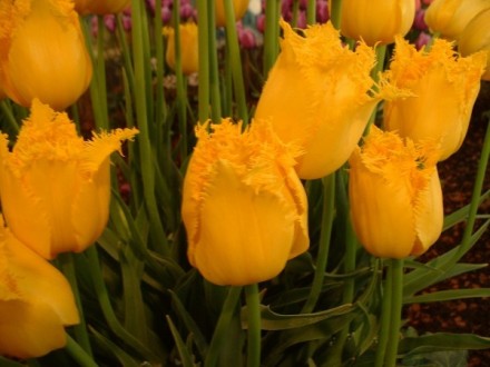 tulips08.jpg