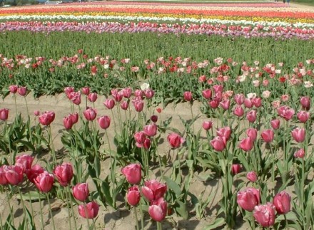 tulips12.jpg